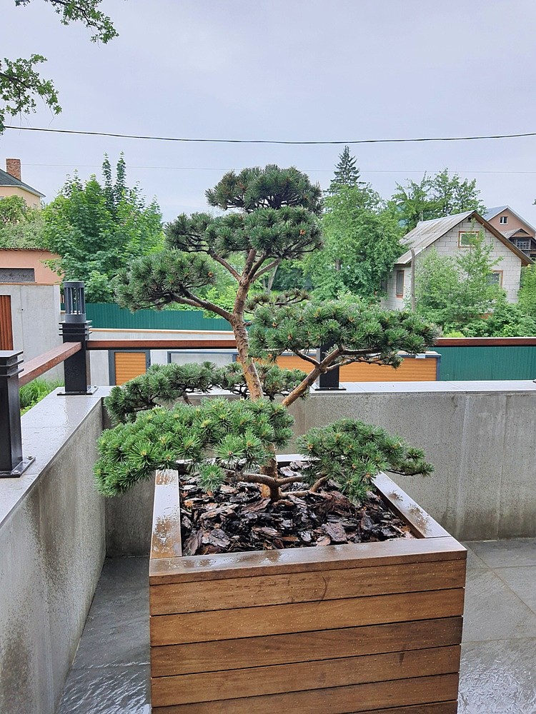 Частный сад, площадь 850 кв.м, реализация 2019г.